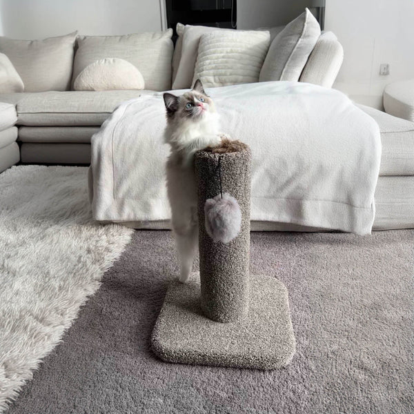 KatAttack Kitten Post