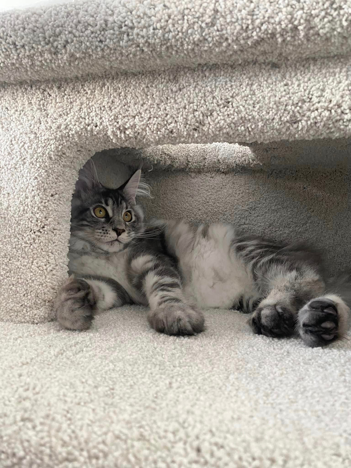 KatAttack New Jersey - ComfyPet Products