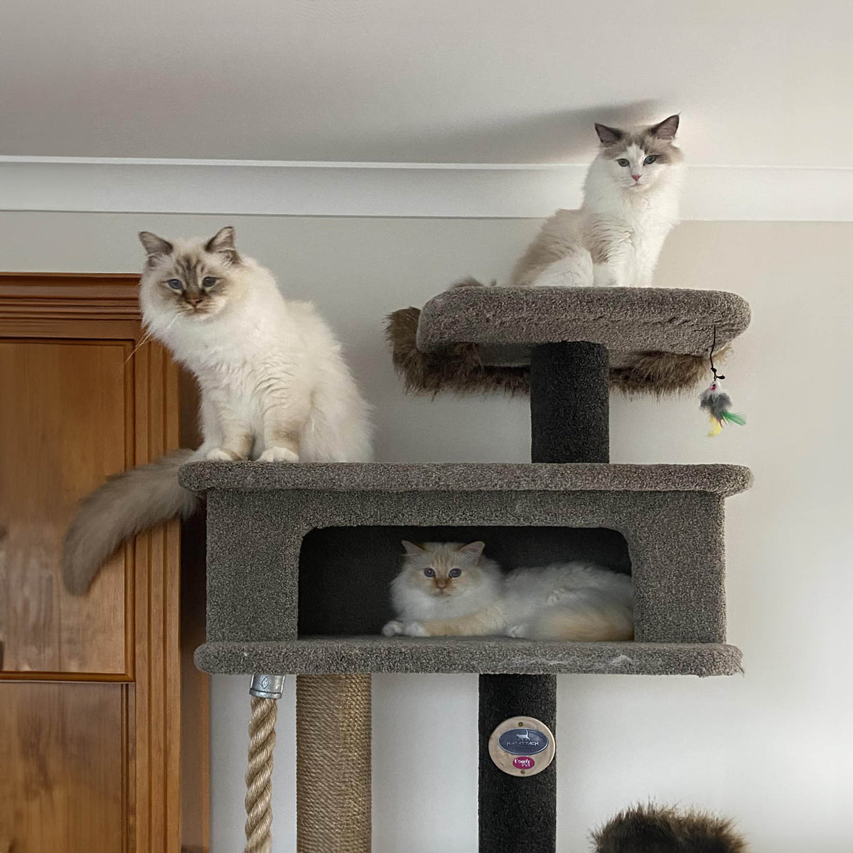 KatAttack New Yorker - ComfyPet Products