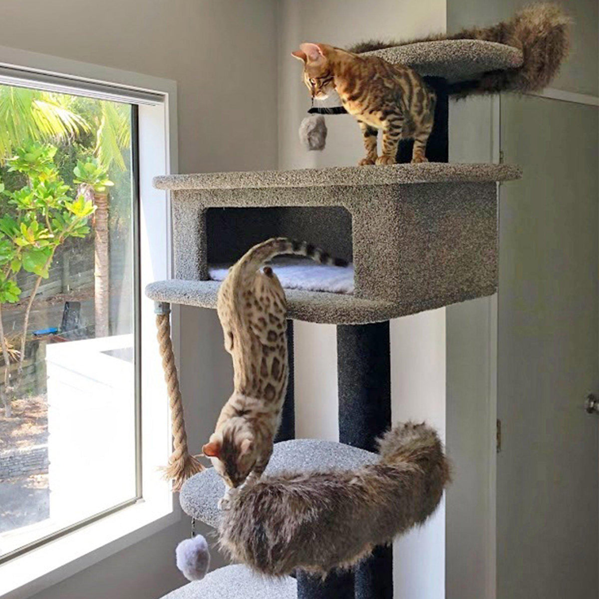 KatAttack New Yorker - ComfyPet Products