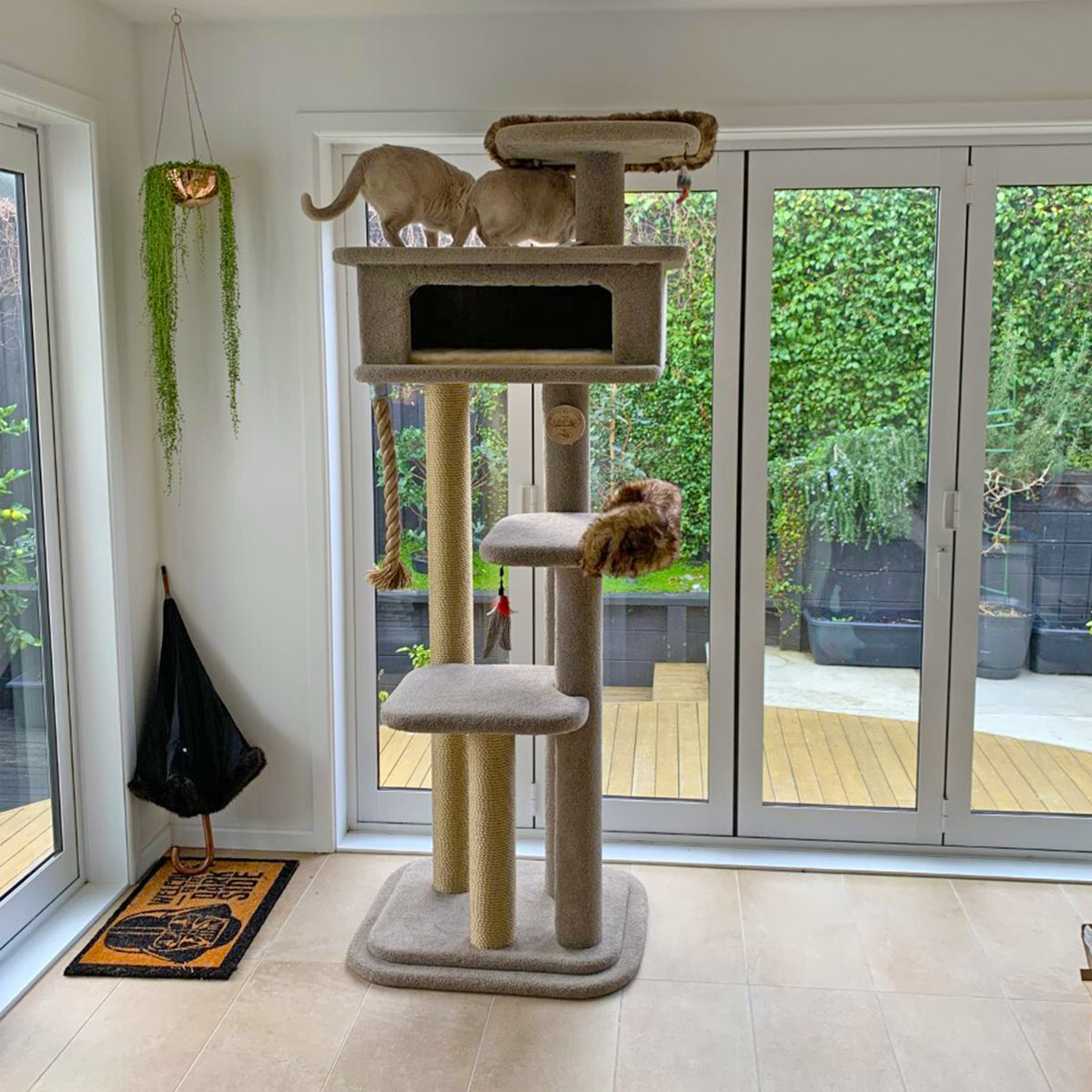 KatAttack New Yorker - ComfyPet Products