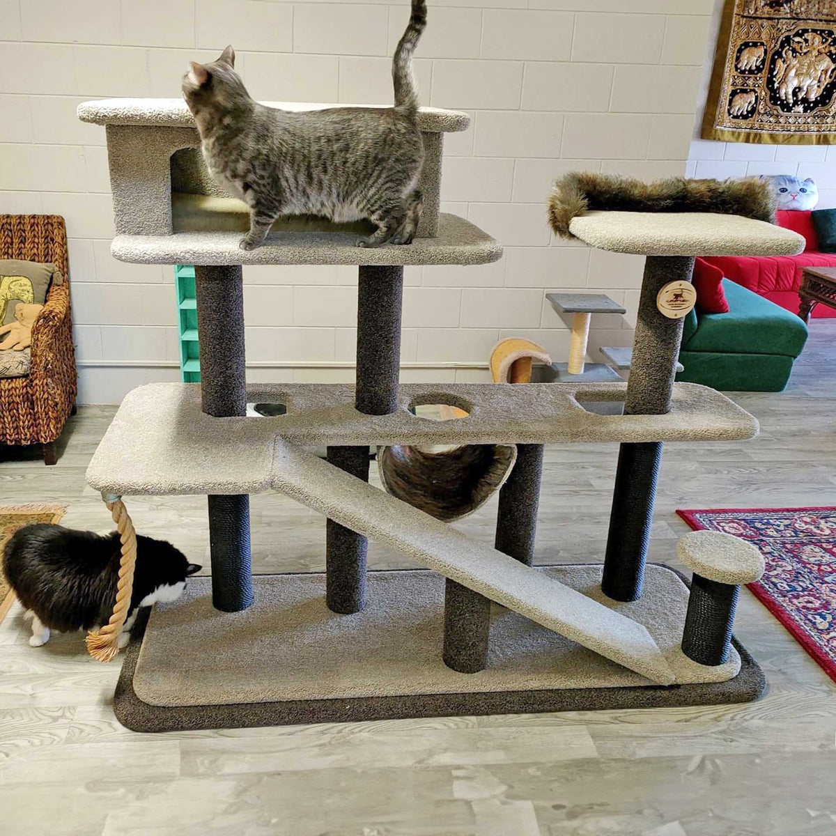 KatAttack Vegas - ComfyPet Products