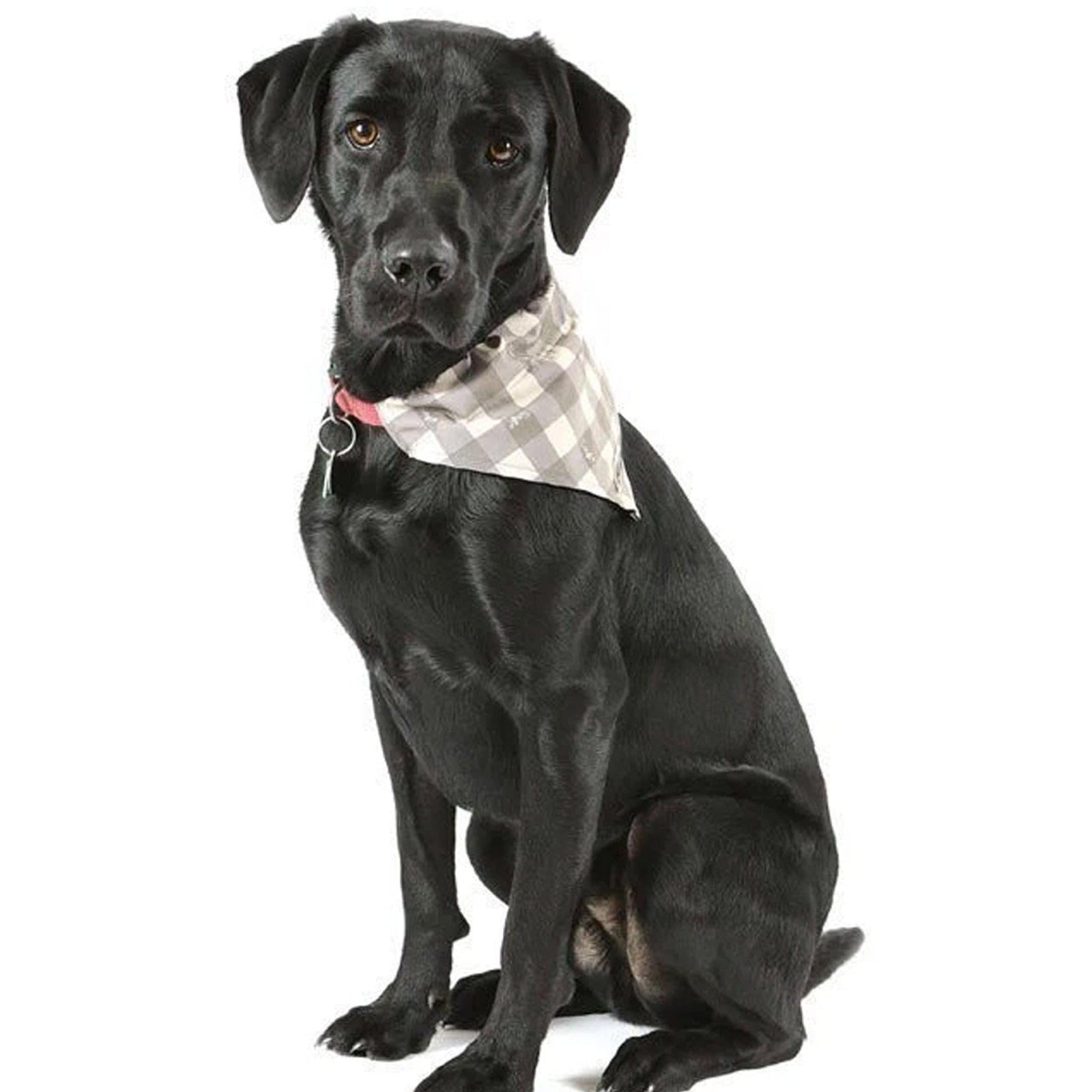 Scruffs Insect Shield® Bandana's - ComfyPet Products